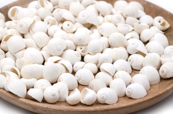 White Moon Shells - 1 Kg